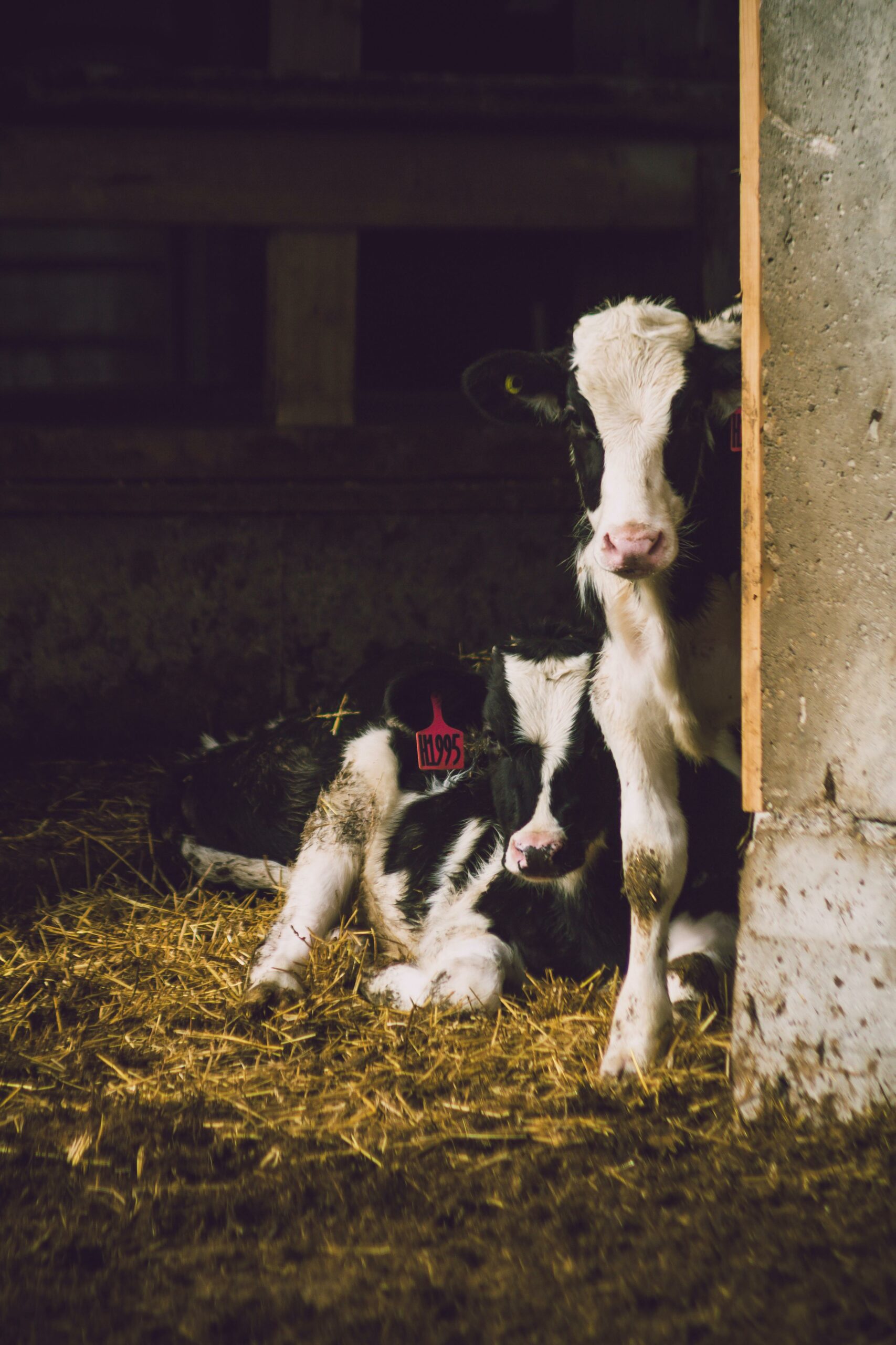 Two young calves resting in a sunlit barn, showcasing rural farm life.