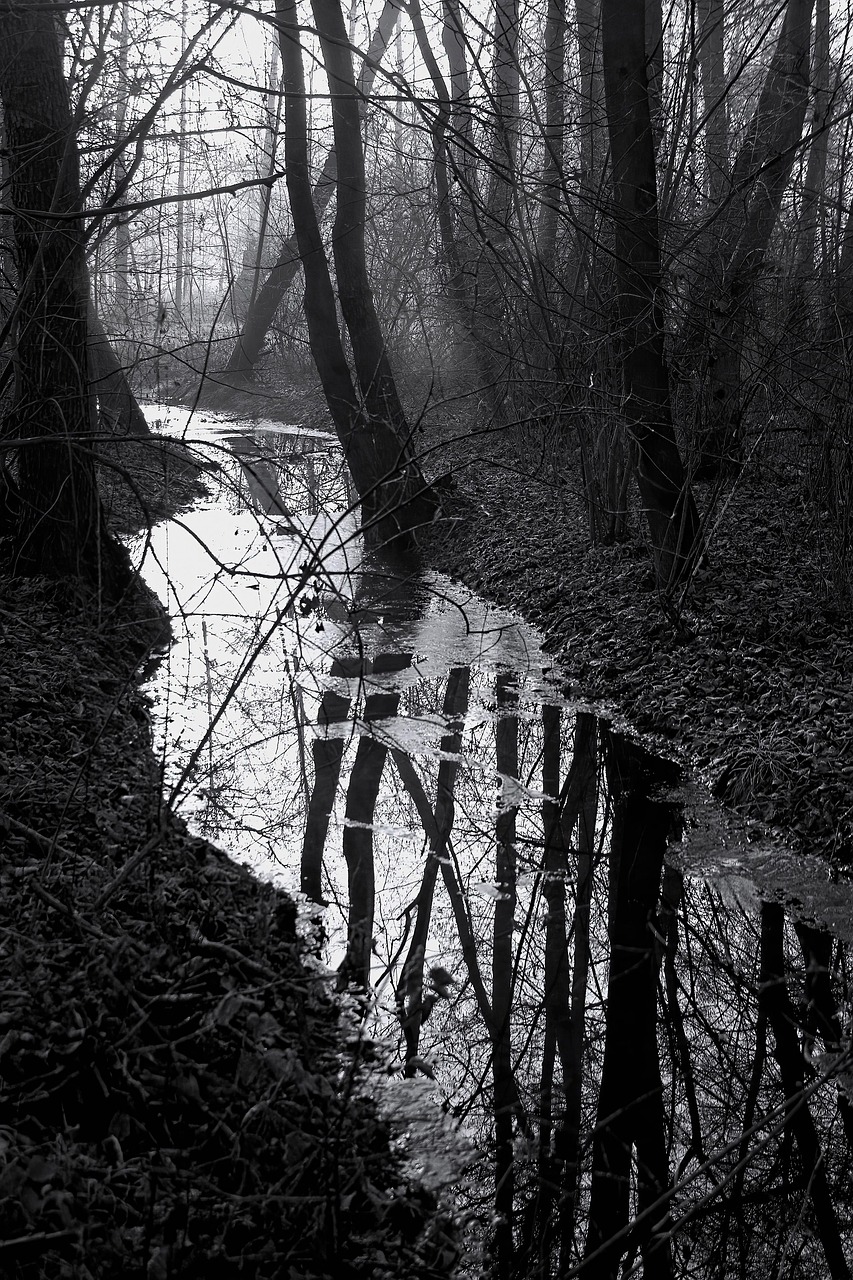 river, torrent, nature, forest, bare trees, tree trunks, foggy, cold, ice water, reflection, undergrowth, natural environment, black and white, winter