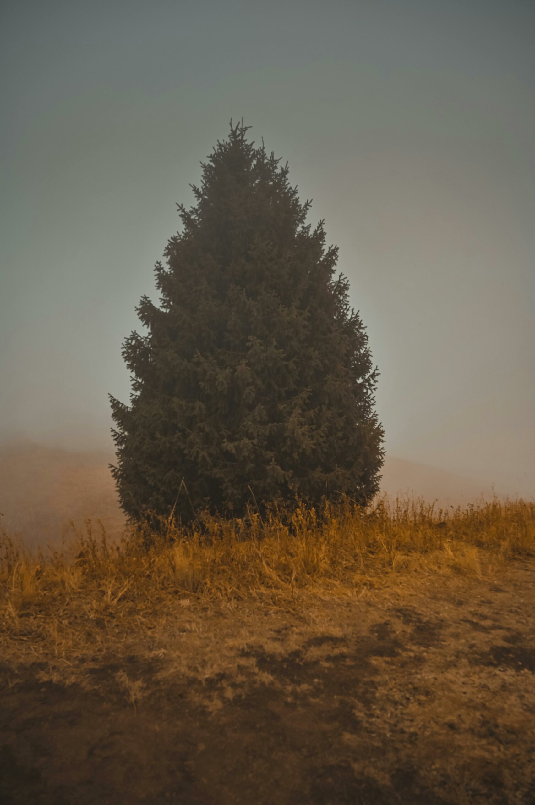 A solitary evergreen tree stands in a foggy meadow with golden grass, creating a serene atmosphere.